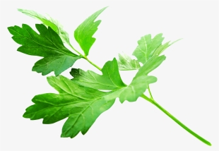 Free Png Parsley Leaves Png Images Transparent - Parsley Png