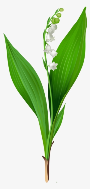 Gallery - Recent Updates - Lily Of The Valley Clipart
