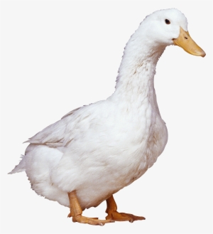 Duck Png