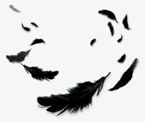 Transparent Crow Feathers