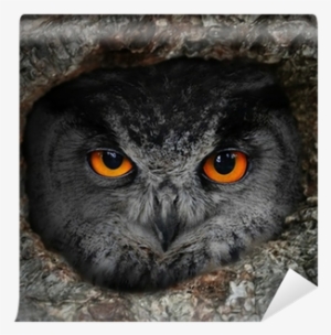 The Evil Eyes - Spirit Animal Quiz: Find Your Spirit Animal! [book]