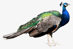 Peacock Png