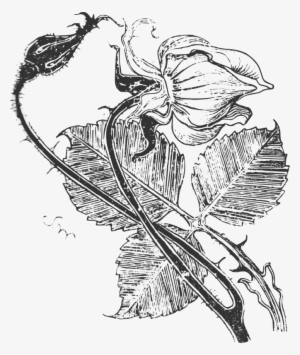 Rysunek W Stylu Secesyjnym