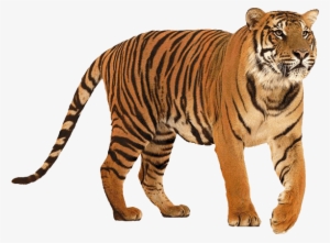 Standing Tiger Png Download Image - Tiger And Lion Comparison