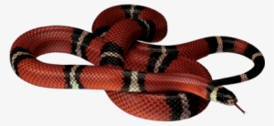 Red Black Snake - Coral Snake Clear Background
