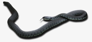 Black Mamba Png Pic - Black Mamba Snake Png
