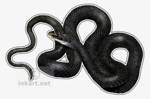 Svg Freeuse Download Wildlife Art Northern Snake Decal - Northern Black Racer Png