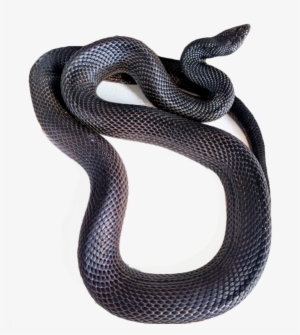 Currently We Are Working With Pine Snakes, Trans-pecos - Black Racer Snake Transparent
