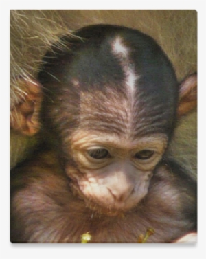 Sweet Baby Monkey Canvas Print - Cafepress Sweet Baby Monkey Cube Ottoman