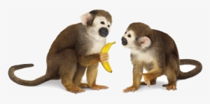 Telus Hand Me Down - Monkeys Png