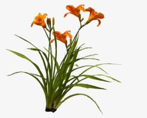 Visit - Orange Lily