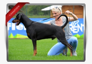 Bar Korifey Dobermann Male Korifey Rage Jw - Dobermann