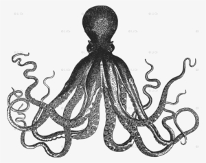 Image Transparent Oranges Clipart Octopus - Kraken Black And White