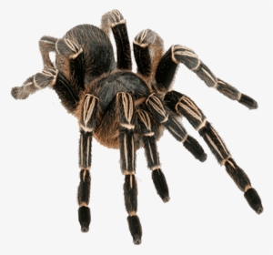 White Tarantula Png / Desktop information, sparkles, purple, text png