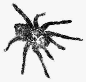 Tarantula Png