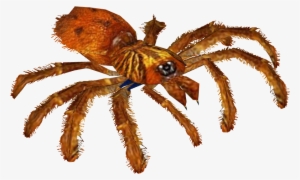 Orange Baboon Tarantula - Tarantula