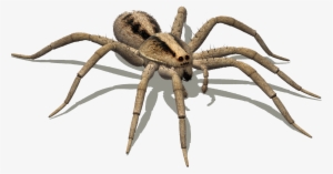 Wolf Spider Png