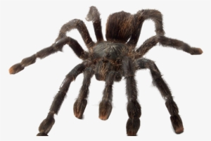 'ye Olde Arachnarium' - Spider