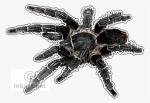 Costa Rican Zebra Tarantula Art Decal - Tarantulas Of The World Greeting Card