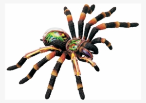 Tarantula Spider Anatomy Model - 4d-vision Tarantula Spider Anatomy Model