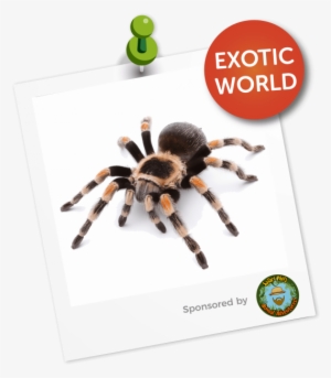 Our Areas Fpsadmin 2018 08 10t15 - Tarantula