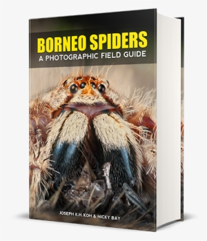 Limited Copies, Coming Soon - Wolf Spider