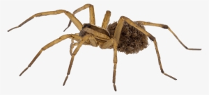 So Unless You Have The Proper Products, The Proper - Common Spiders In Uae