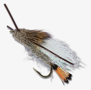 Turck's Tarantula - Tan - Insect