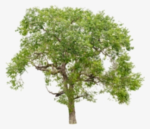 Isolated Trees On White Background, Trees, Isolated, - Tree