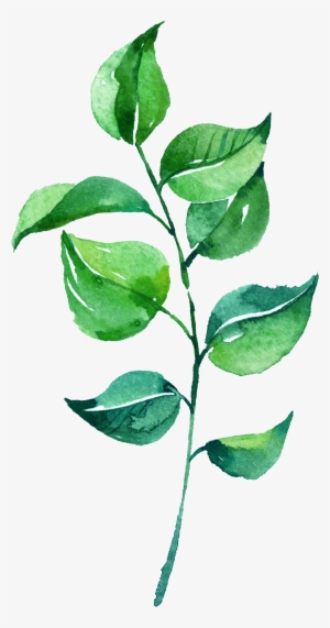 Download Watercolor Leaves Png Free Hd Watercolor Leaves Transparent Image Pngkit