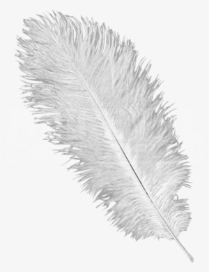Ostrich Feathers Png - Ostrich Feather Png