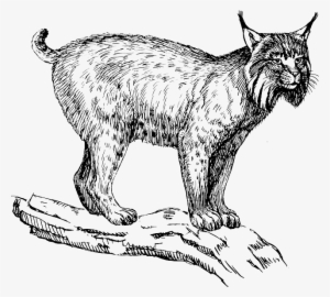 Lynx, Wildcat, Animal, Biology, Mammal, Zoology - Lynx Clipart