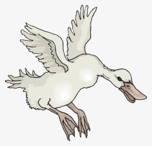 White, Bird, Duck, Wings, Animal, Landing, Feathers - Animals With Feather Clipart Black And White