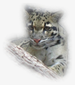 Young-wildcat - Young Wildcat 5'x7'area Rug