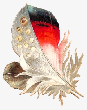 Black And White Bird Feathers Clipart - White Red Feather Png