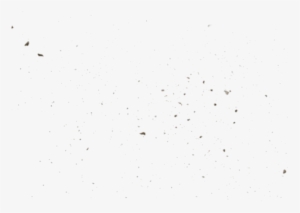 Custom Enclosed - Bird