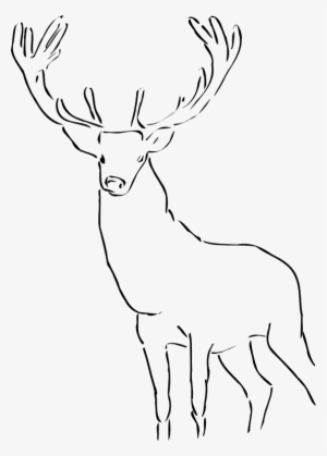 Reindeer Raindeer Stag Black White Line Animal-555px - Outline Of A Stag
