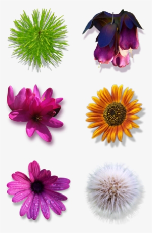 Search - Flower Icons