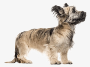 Appearance Of Skye Terrier - Skye Terrier