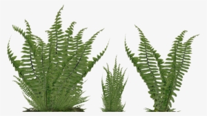 Fern Png Svg Freeuse Stock - Ground Plant Png