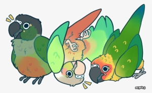 All Hail Bird Orb By Mynosylexia On Deviantart Jpg - Conure
