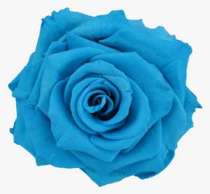 Preserved Rose Light Blue - Light Blue Flower Png