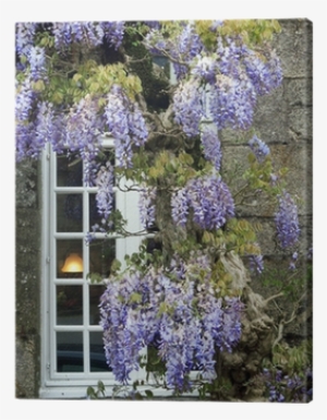 Fenster Mit Blauregen - Blauregen Pflanze