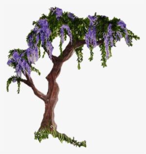 Glycine - Wisteria Tree Drawing