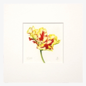Peruvian Lily