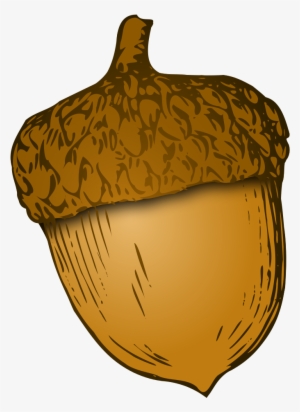Wikivoc Acorn - Acorn Png