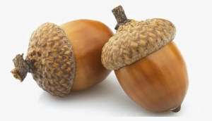 Acorn Transparent Images