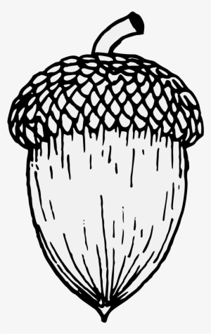 Acorn - Acorn Drawing