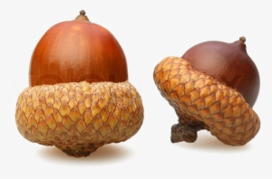 Acorn Png Download Image - Acorns With White Background