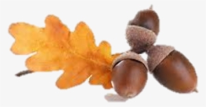 Acorn Png Fruit - Acorns